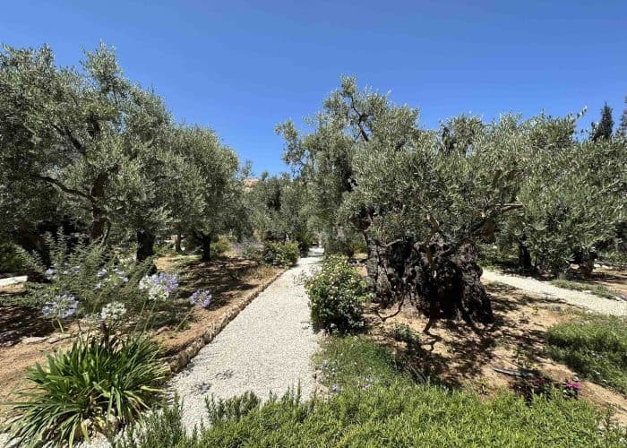 garden of olives holy land pilgrimage tour