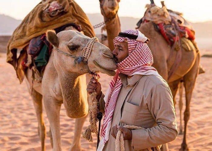 kissing a camel on holy land jordan pilgrimage tour