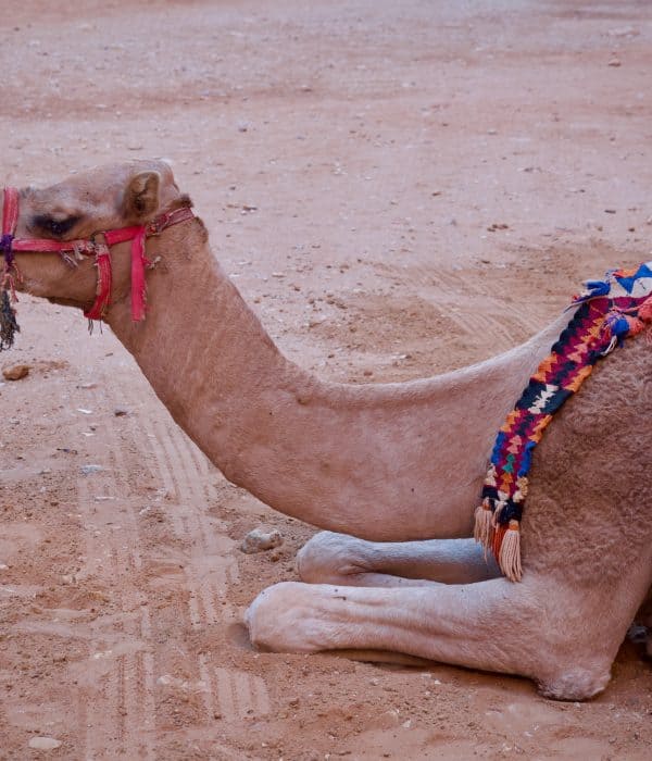 Petra-camel