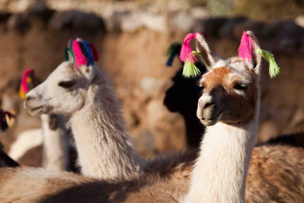 llamas with earings peru pilgrimage tour