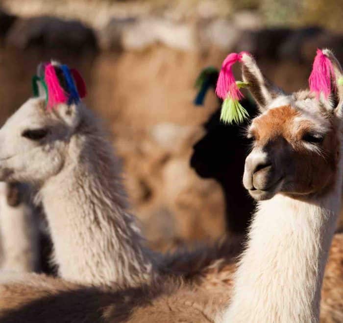 llamas with earings peru pilgrimage tour