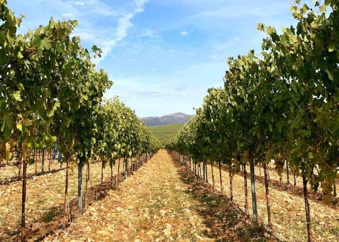 lazaridi vineyard greece pilgrimage