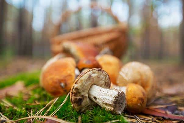 mushrooms greece food pilgrimage tour